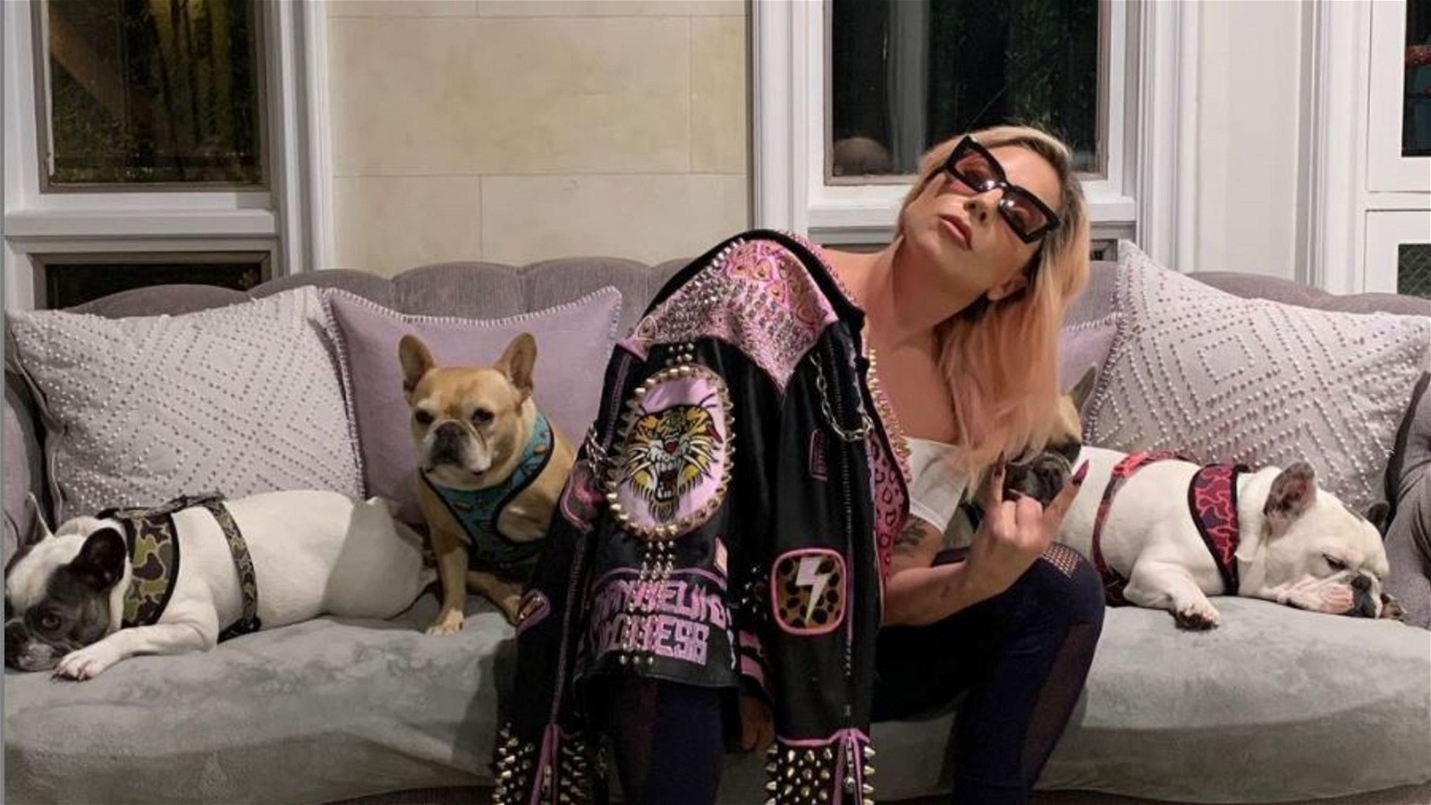 Lady Gaga and her 3 French Bulldogs