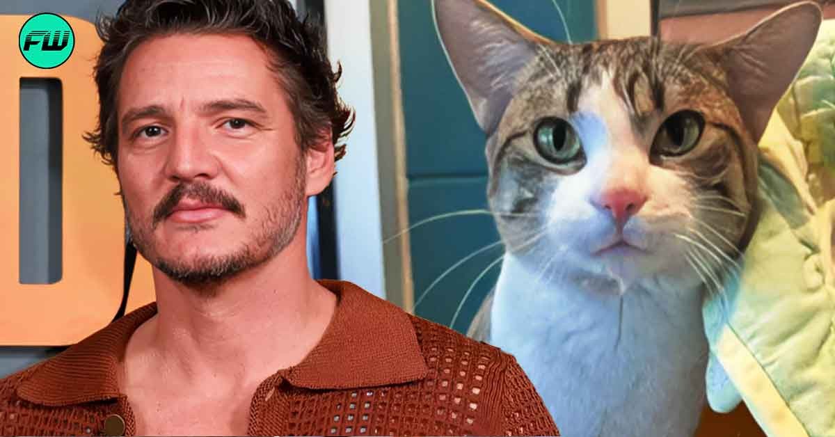 'Life is good....but it can be better if you adopt me': Viral Shelter Cat Pedro Pspspscal Named After The Last of Us Star Finds Loving Family After Internet Makes Him Famous