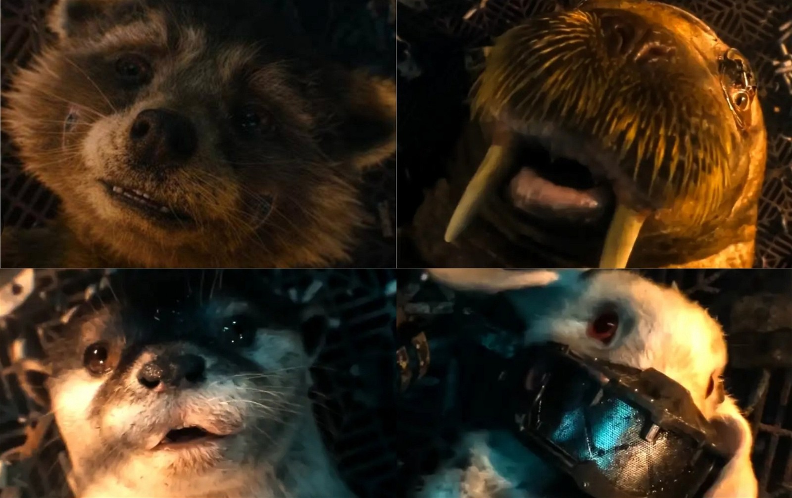Group of animals in GOTG3