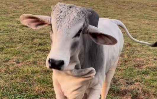 Dwayne Johnson’s Pet Brahma Bull Steals The Show On Instagram 