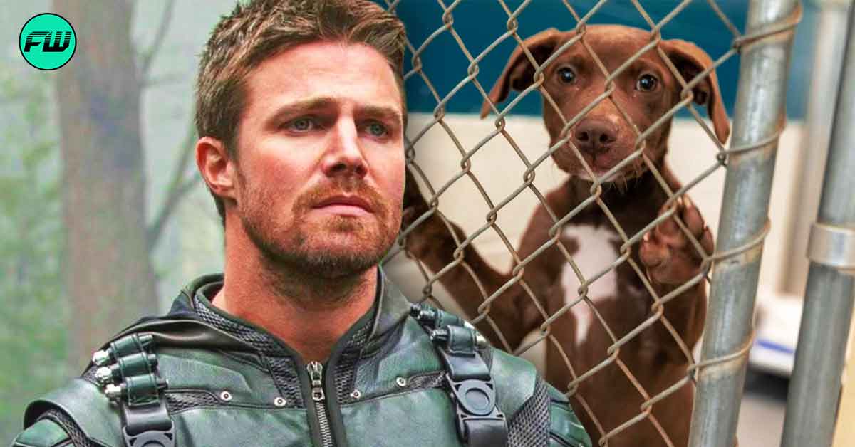 Arrow Star Stephen Amell Threatened Dog Shelter Owner for Allegedly Disturbing His Peace Only to Be Humiliated in Court