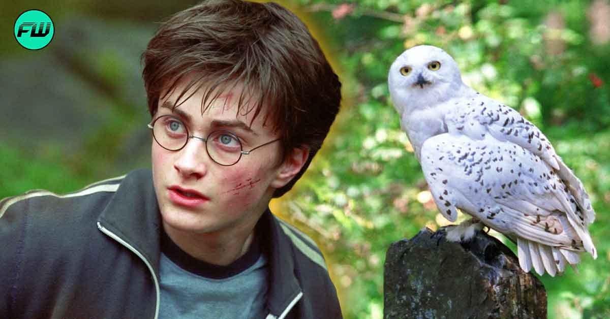 Daniel Radcliffe’s Pet in Harry Potter Caused Panic Among Animal Lovers Who Pleaded to Government For Help