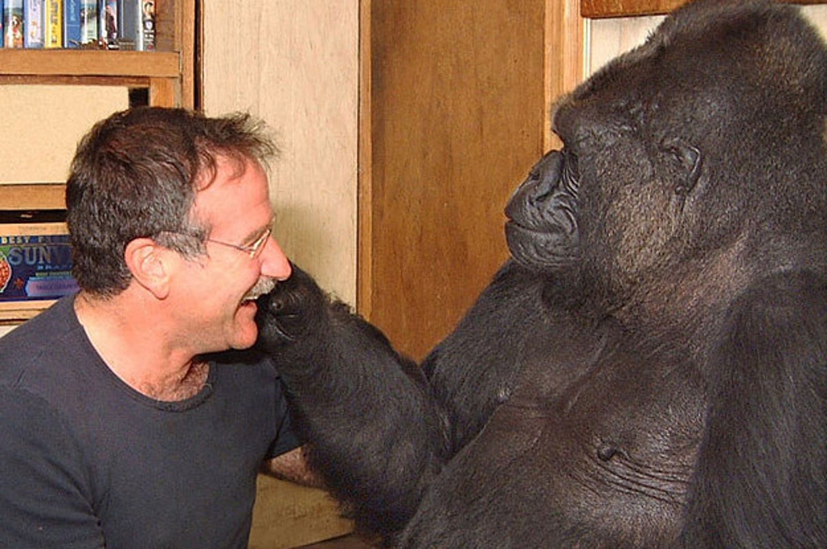 Robin Williams with Koko