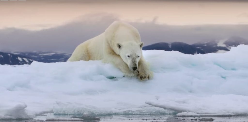 Une photo de Frozen Planet II