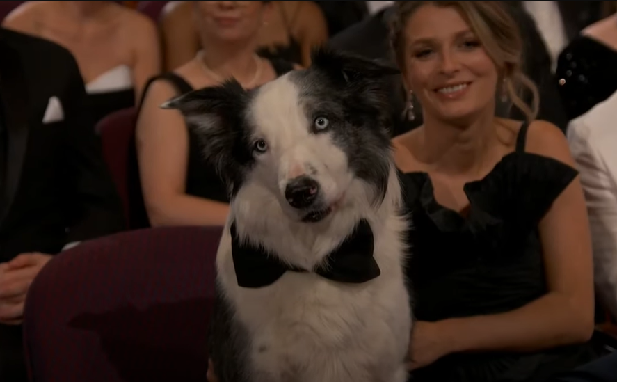 Messi the Dog at the 2024 Oscars (image via ABC News | Youtube)