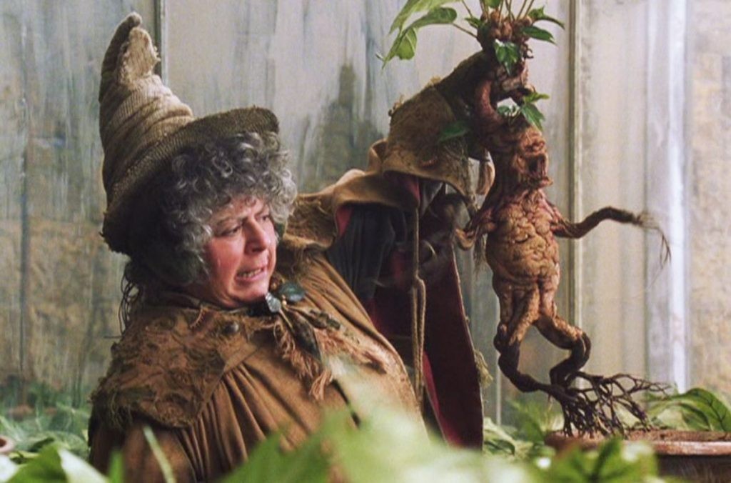 Miriam Margolyes as Professor Sprout in a still from Harry Potter and The Chamber of Secrets 
