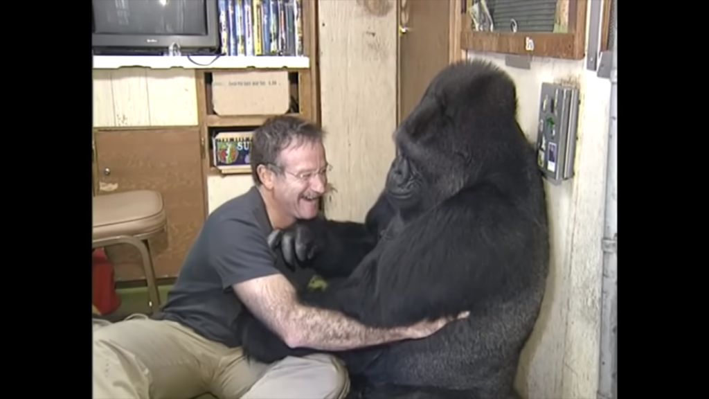 Koko the gorilla meets Robin Williams 