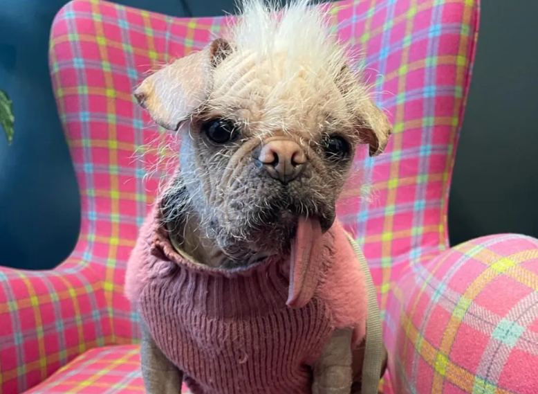 Peggy, known as Britain’s ugliest dog, has become a star in the Marvel Cinematic Universe (MCU).
