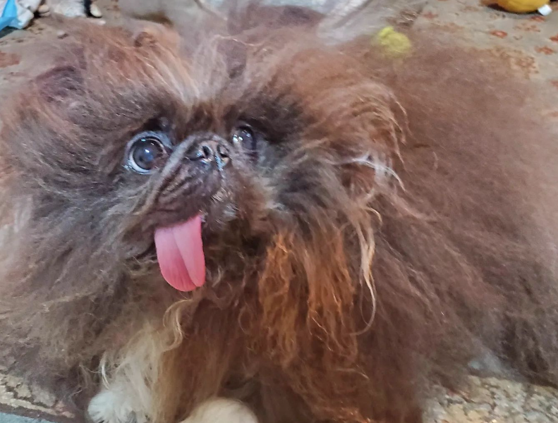 The rise of Peggy’s popularity raises questions about the World’s Ugliest Dog, Wild Thang’s potential in the MCU.