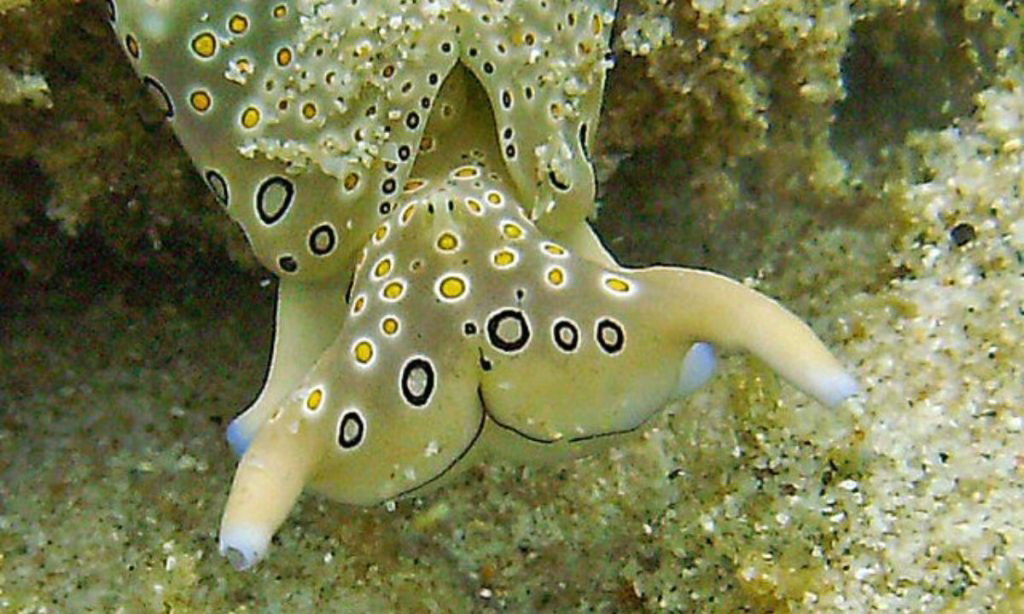 Plakobranchus ocellatus sea slug | Wikimedia commons