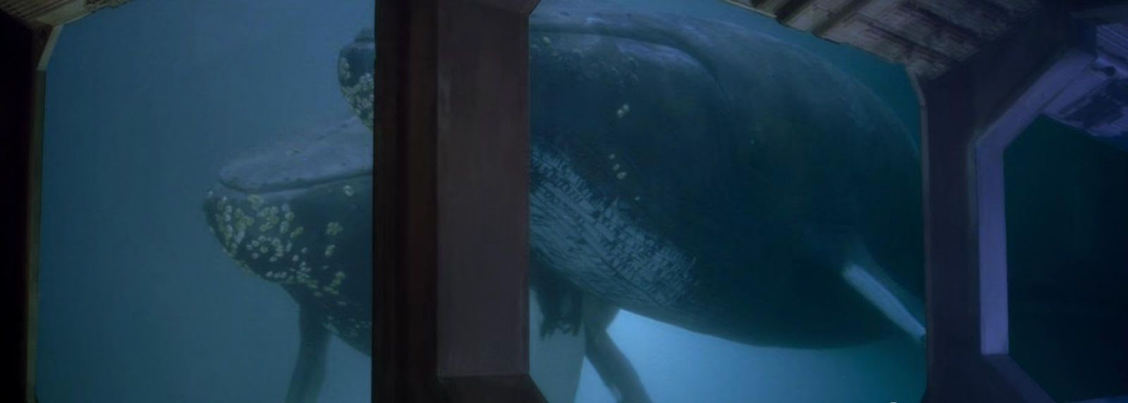 “It was Leonard’s Idea”: Star Trek IV Originally Planned for the Enterprise to Save a Species Much Smaller Than Whales Until Leonard Nimoy Intervened