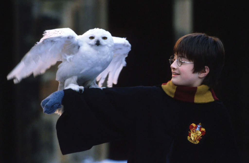 Harry and Hedwig in the Philosopher's Stone | Credits: WB