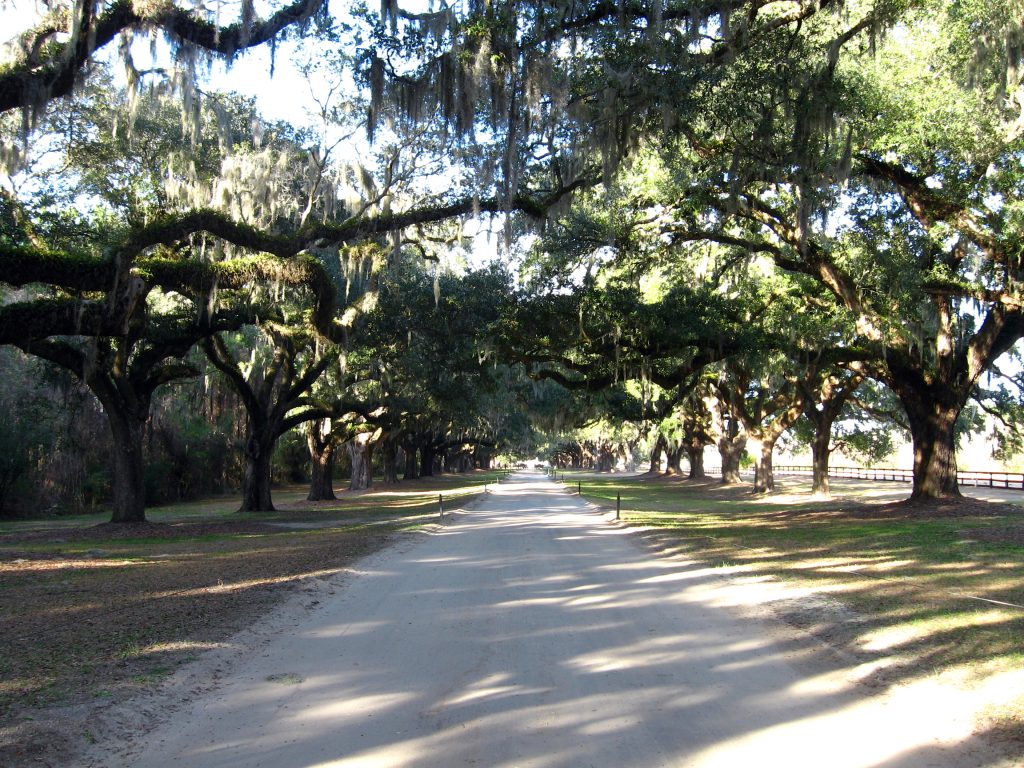 A picture of the famous entrance to Boone Hall Plantation draped with Live Oak trees and Spanish Moss.
