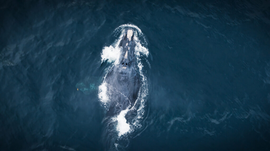 A North Atlantic right whale found in The Wild Ones on Apple TV+