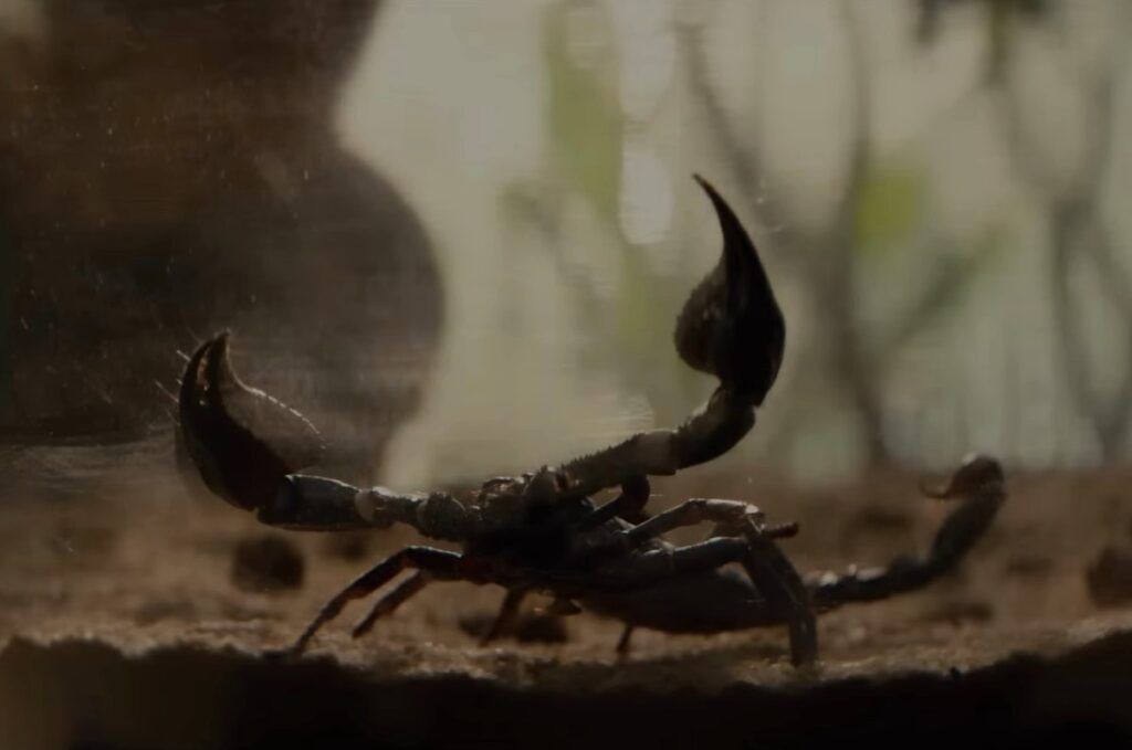 ‘Alien: Earth’: Every New Creature Set to Appear on the Show 1 Someone is looking at a scorpion in Alien: Earth