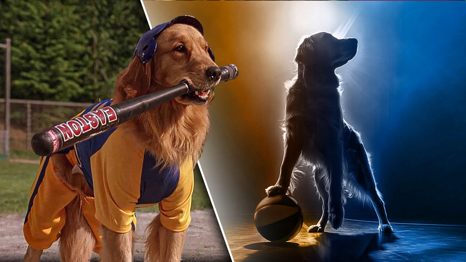 Air Bud Returns Release Date Cast Plot And All You Need To Know