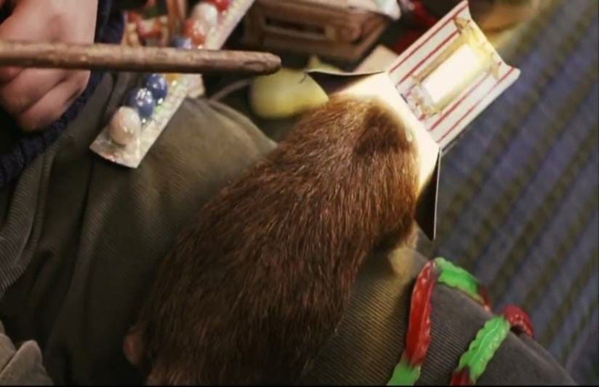 Harry Potter Characters and All of Their Pets