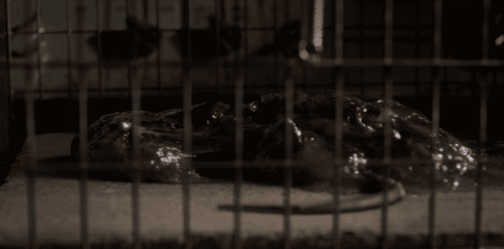 the flayed rats in stranger things
