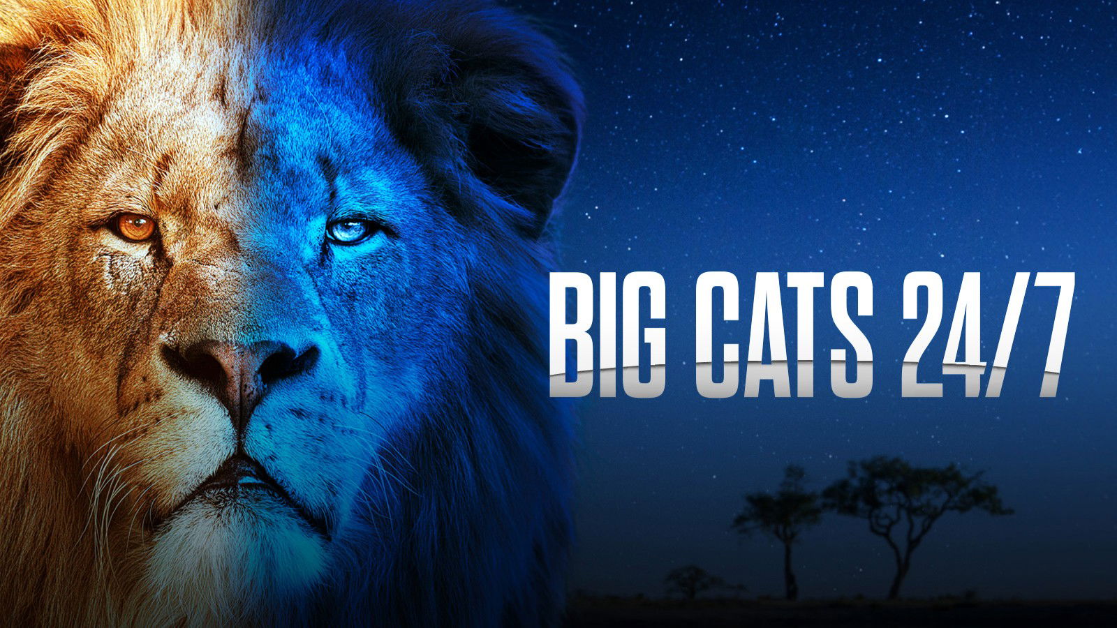 big cats 24/7 on pbs