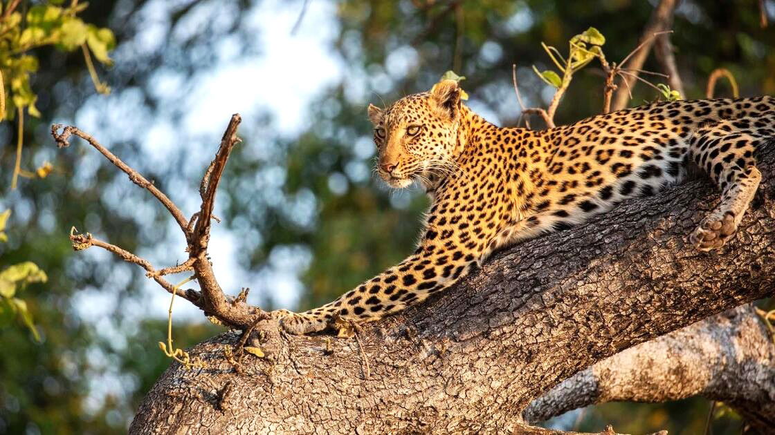 a scene from big cats 24/7 on pbs