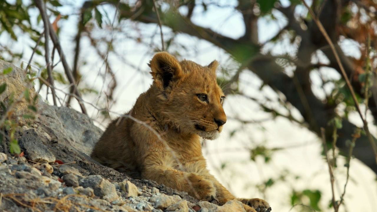 a scene from big cats 24/7 on pbs