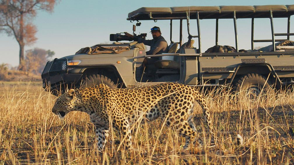 a scene from big cats 24/7 on pbs