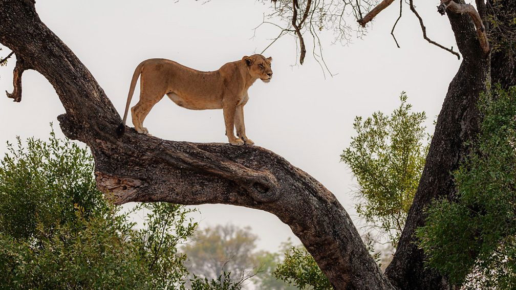 a scene from big cats 24/7 on pbs