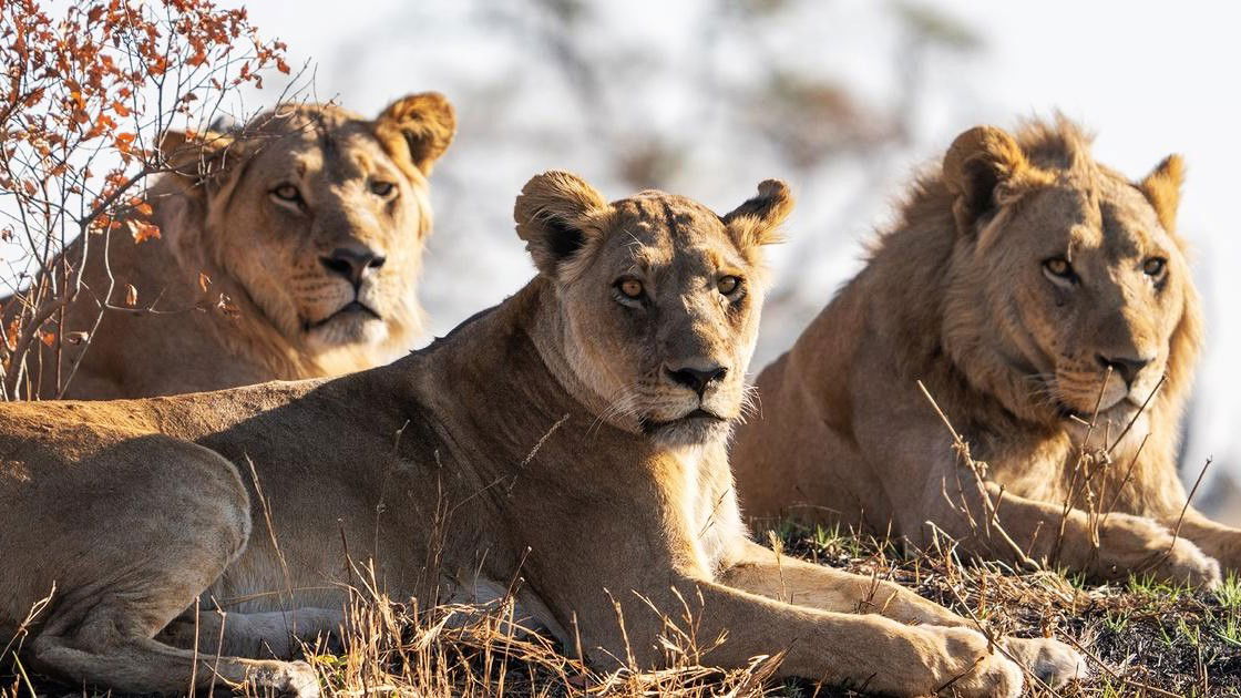 a scene from big cats 24/7 on pbs