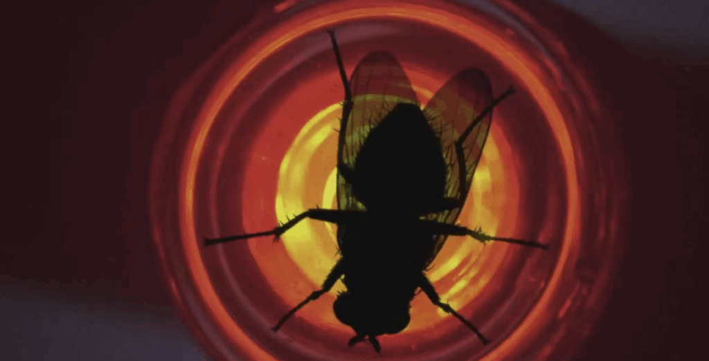 the fly