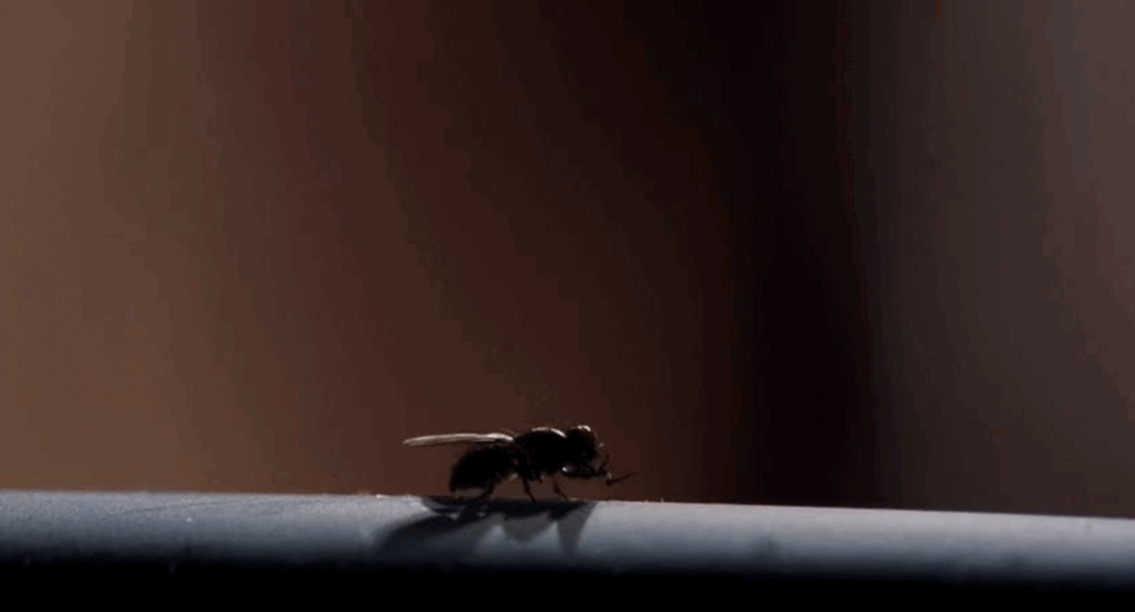 a closeup of the fly