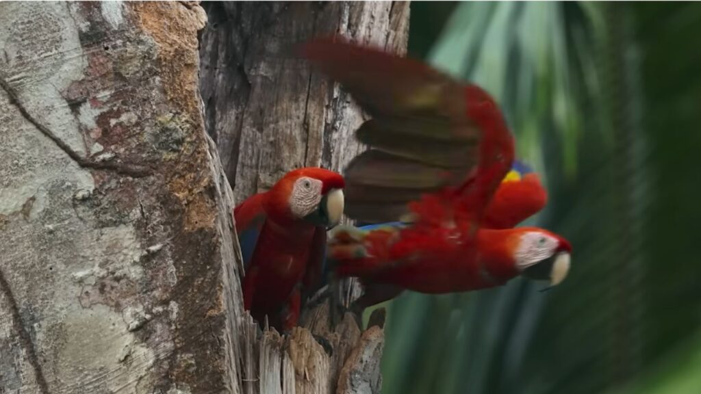 Birds flying from official trailer of Nightmares of Nature