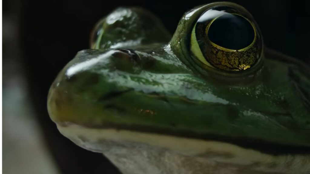 Frog from official trailer of Nightmares of Nature