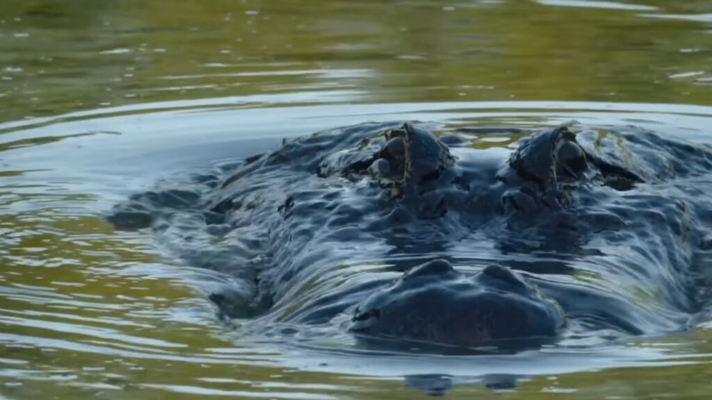 Crocodile under water from official trailer of Nightmares of Nature