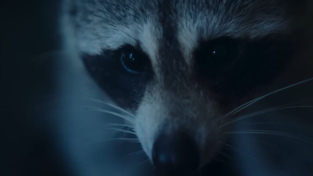 Raccoon from official trailer of Nightmares of Nature