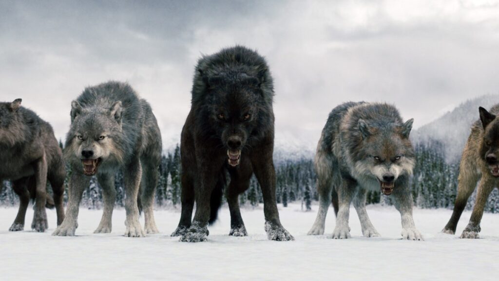 A pack of snarling werewolves in their wolf forms stand ready for battle in the snow-covered landscape in a still from Breaking Dawn Part 2.