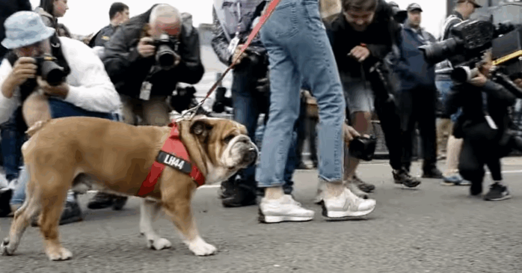 Roscoe with an LH44 leash walking in the paddock. 