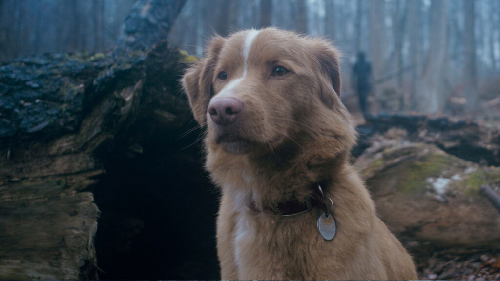 A dog in the woods in Good Boy 