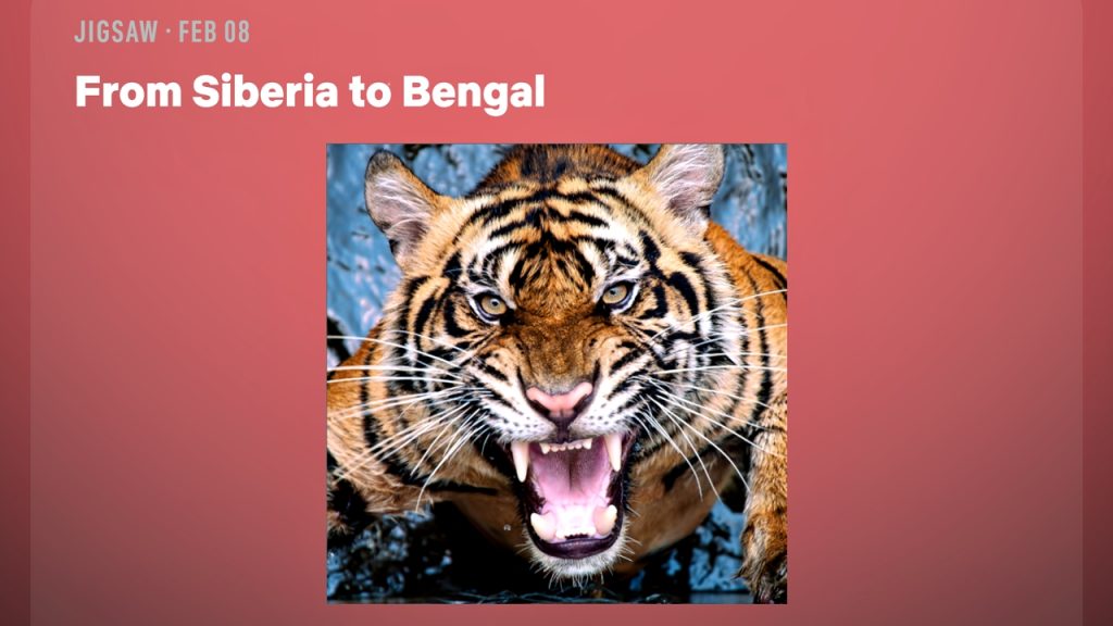 Решения головоломок Netflix Puzzled Daily Games на сегодня (8 февраля 2026 г.)