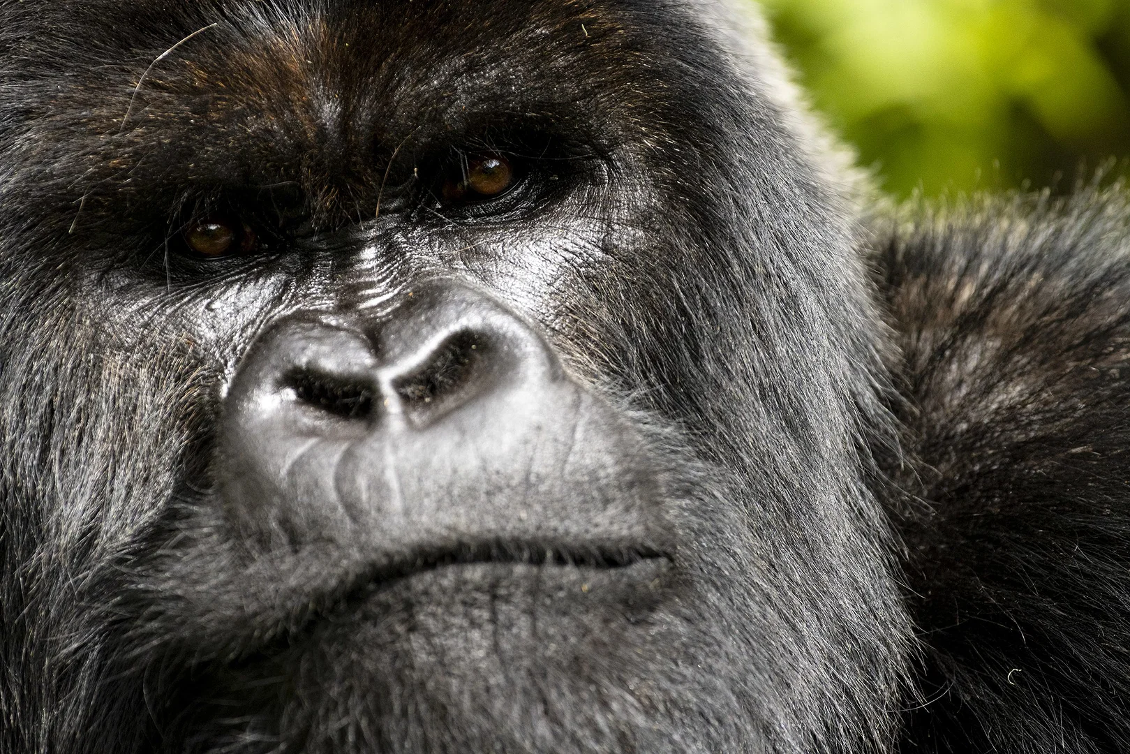 Gorgeous Nature Documentary Lives and Dies on Vibes 5 Told By David Attenborough