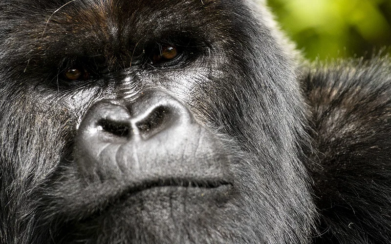 Gorgeous Nature Documentary Lives and Dies on Vibes 1 Told By David Attenborough