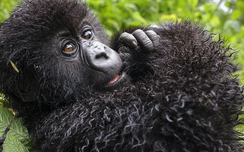 Gorgeous Nature Documentary Lives and Dies on Vibes 2 Told By David Attenborough