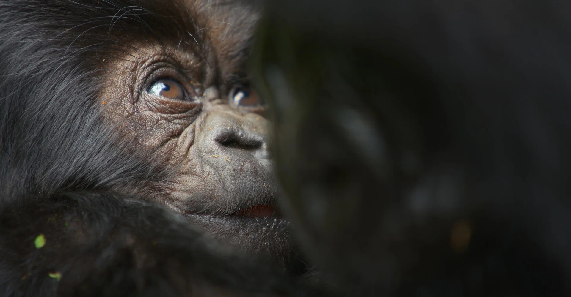 Gorgeous Nature Documentary Lives and Dies on Vibes 20 Told by David Attenborough