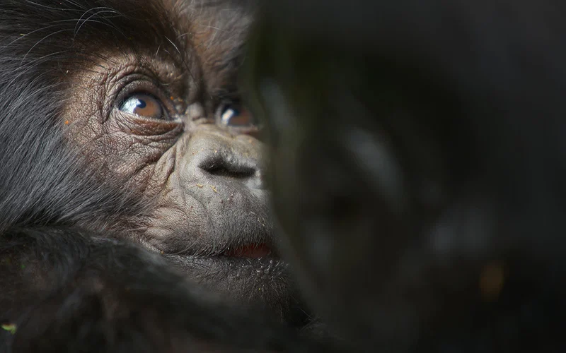 Gorgeous Nature Documentary Lives and Dies on Vibes 16 Told by David Attenborough