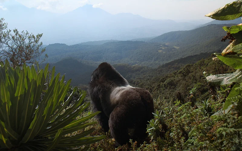 Gorgeous Nature Documentary Lives and Dies on Vibes 17 Told by David Attenborough