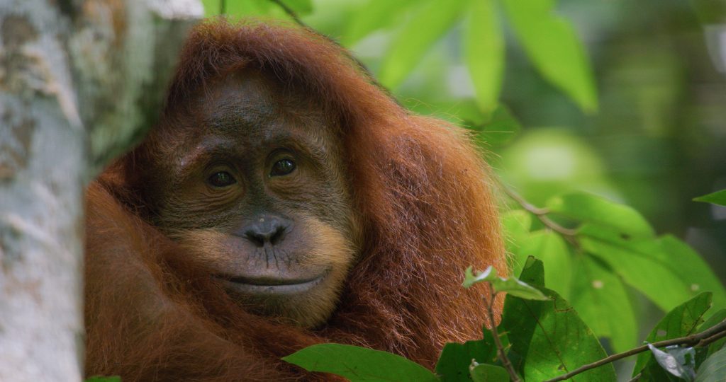 DisneynatureOrangutan 001