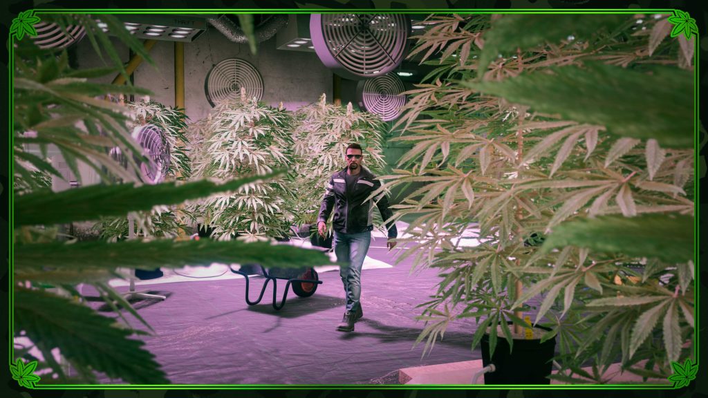 Weed Sell Missions in GTA Online.