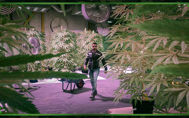 All Weekly Bonuses, Free Gifts & Discounts 3 Weed Sell Missions in GTA Online.