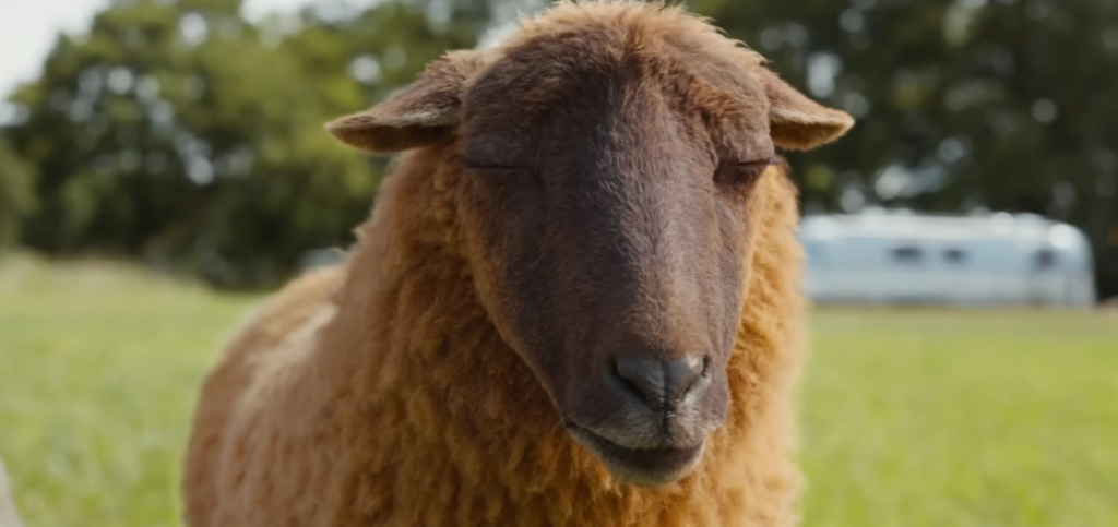 The Sheep Detectives trailer