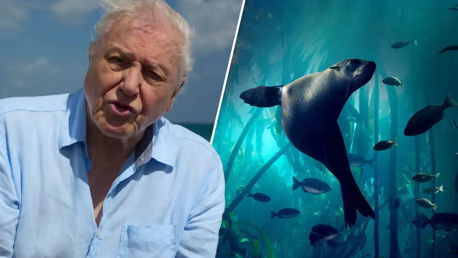 Blue Planet III: 100-Year-Old David Attenborough to Officially Return as Narrator