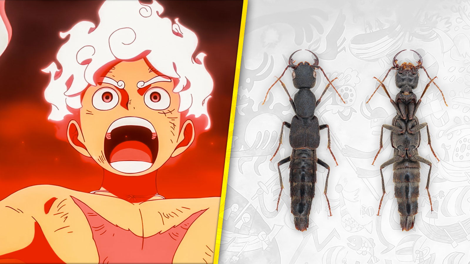 What Is the New ‘Stretchy’ Beetle Species Named After Luffy?